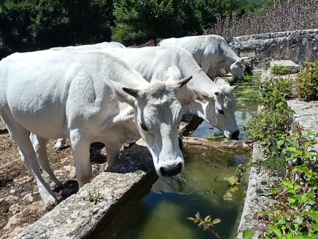 Bovini che bevono da una vasca d’acqua