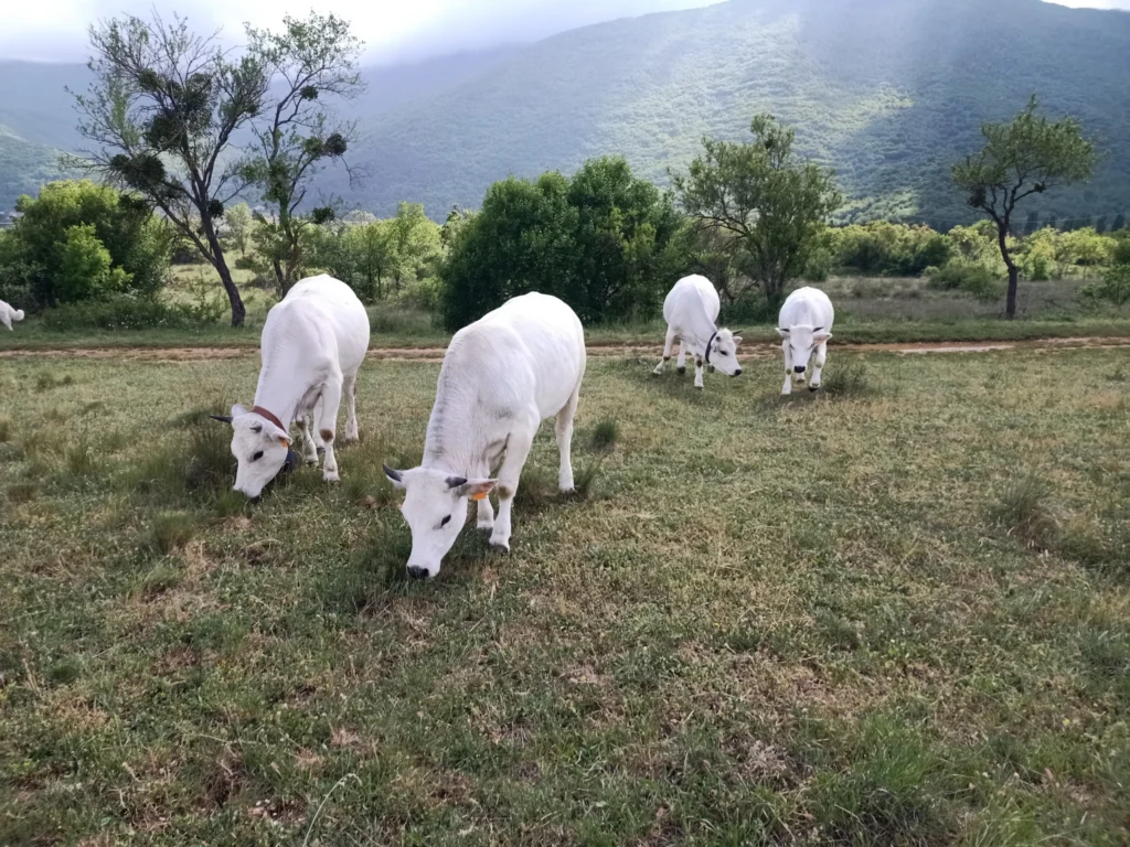 Bovini in un prato con montagne sullo sfondo