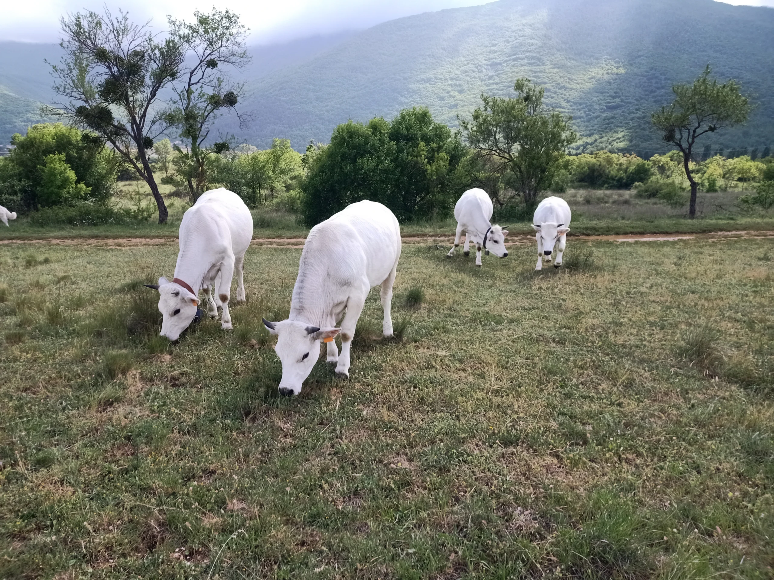 Bovini in un prato con montagne sullo sfondo