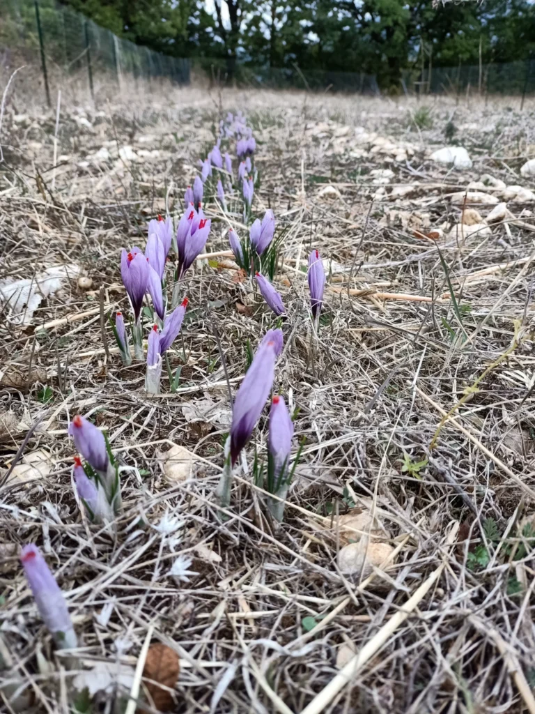 Fiori viola che spuntano nel terreno secco