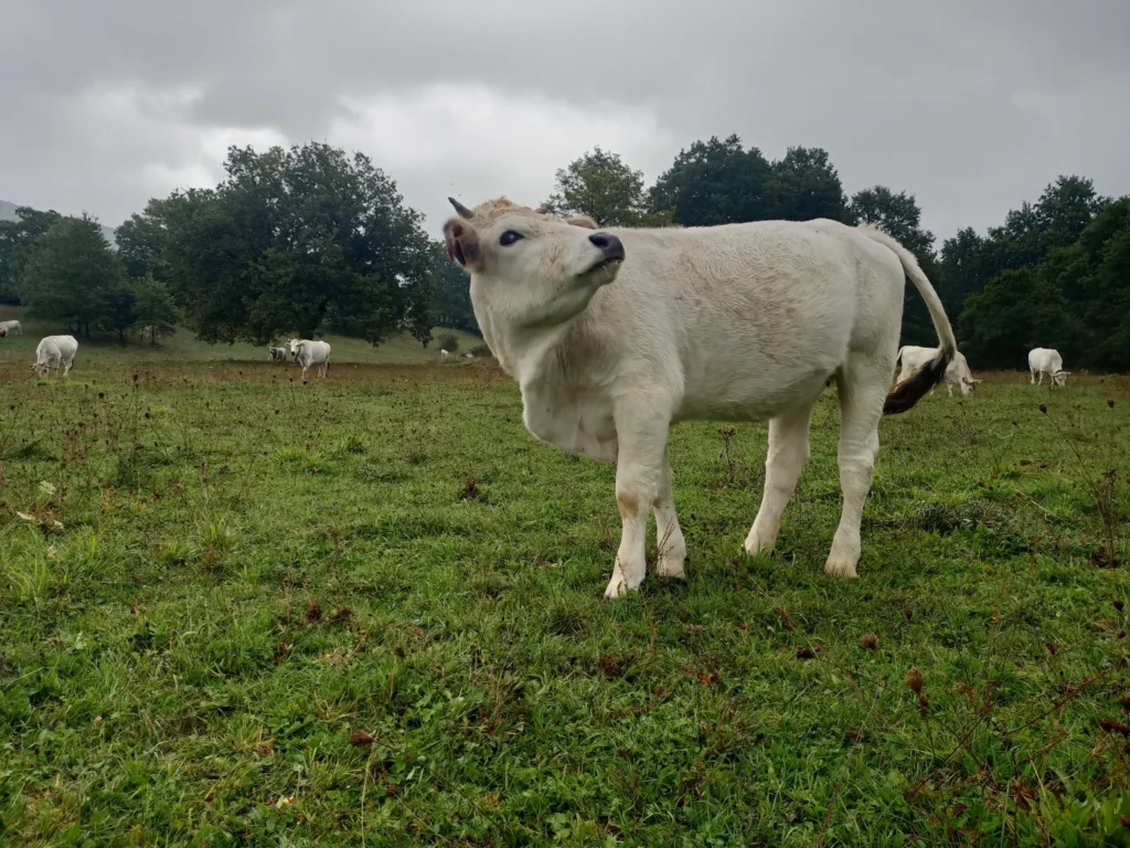 Bovino al pascolo