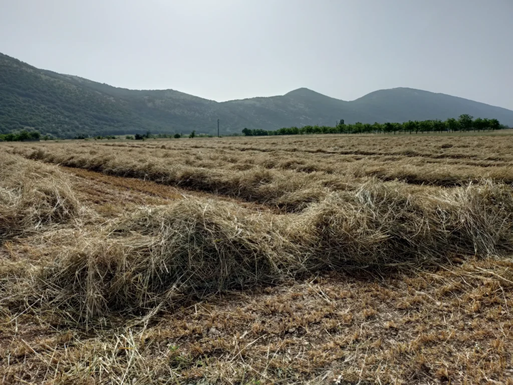 Campo con file di materiale vegetale essiccato