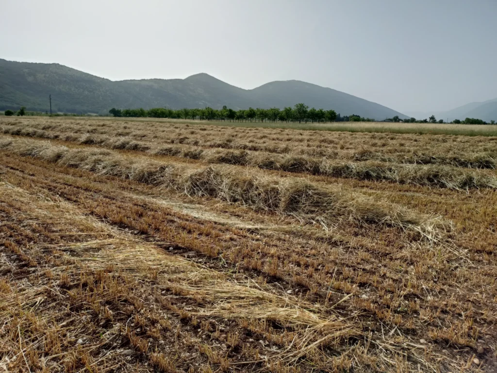 Campo raccolto con file di paglia e montagne in lontananza