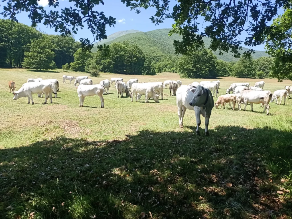 Bovini al pascolo in un prato