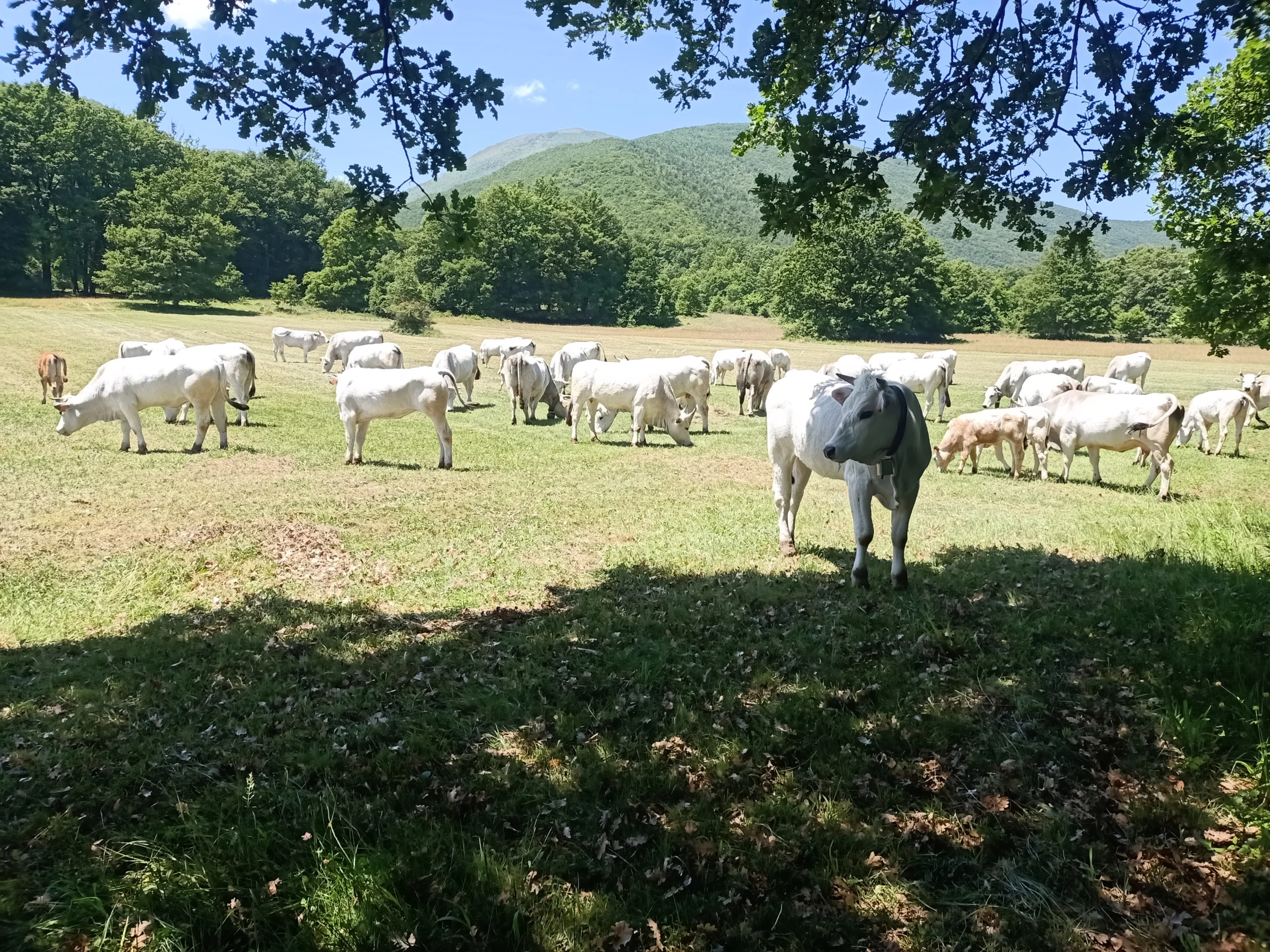 Bovini al pascolo in un prato
