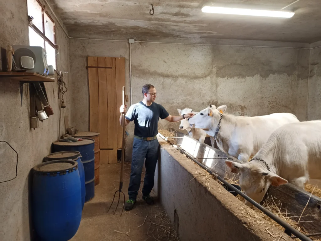 Lavoro in stalla accanto ai bovini