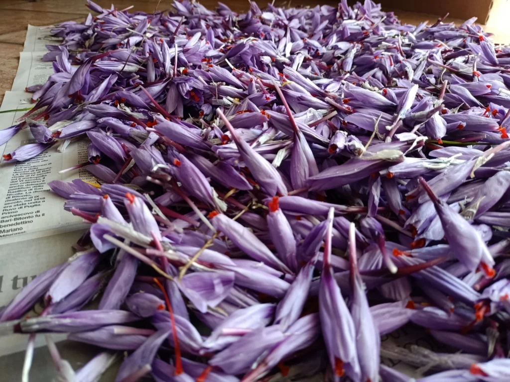 Fiori viola raccolti e disposti sulla carta