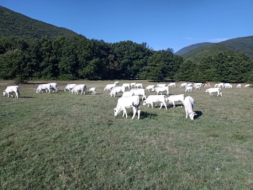 Bovini al pascolo con colline sullo sfondo