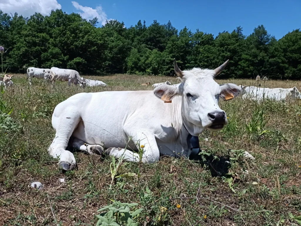 Bovino sdraiato nel prato con altri animali sullo sfondo