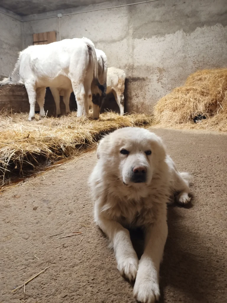 Cane bianco sdraiato nella stalla con bovini sullo sfondo