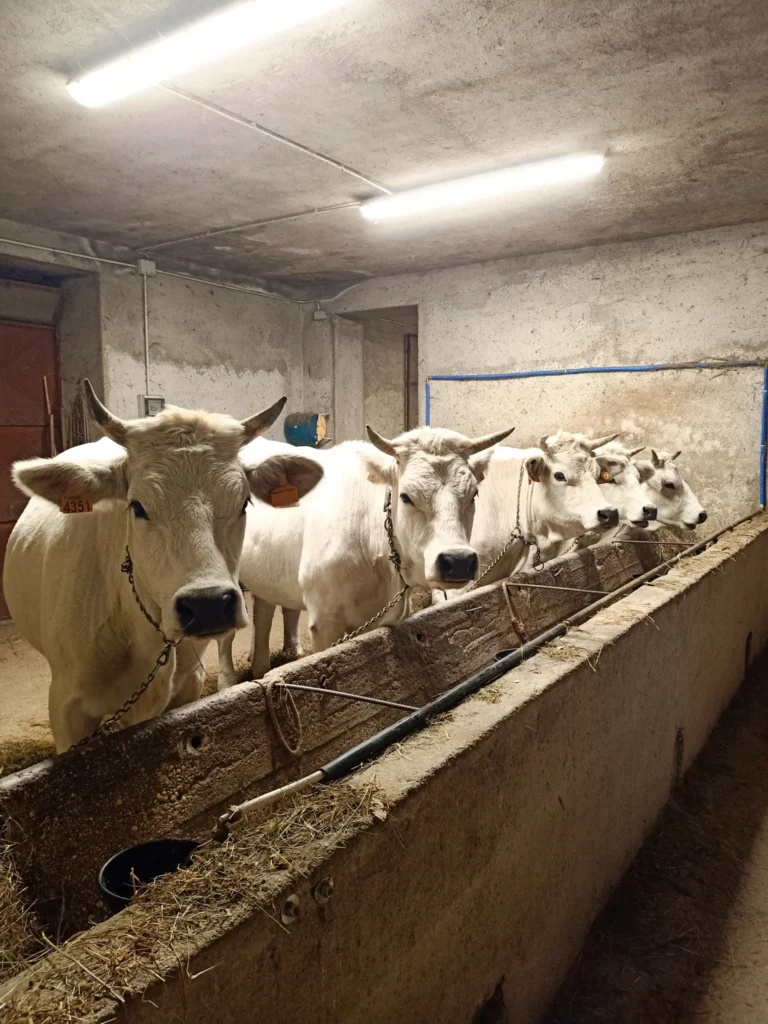 Bovini nella stalla accanto alla mangiatoia