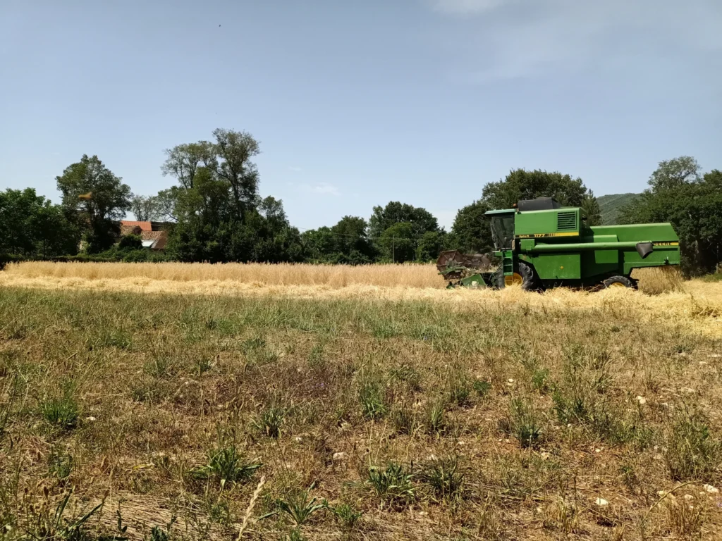 Mietitrebbia in un campo coltivato
