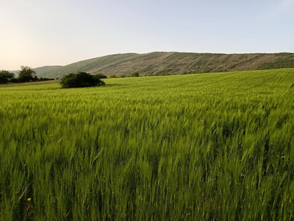 Campo verde coltivato con colline sullo sfondo
