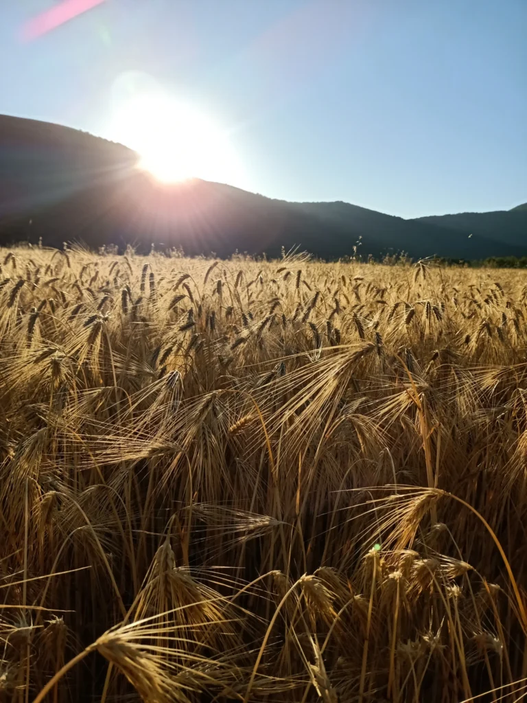 Spighe di cereali illuminate dal sole