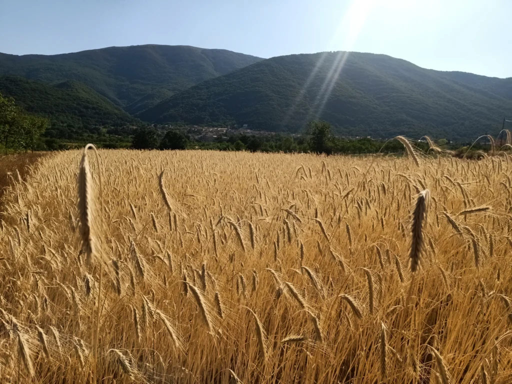 Campo di cereali dorati con montagne sullo sfondo