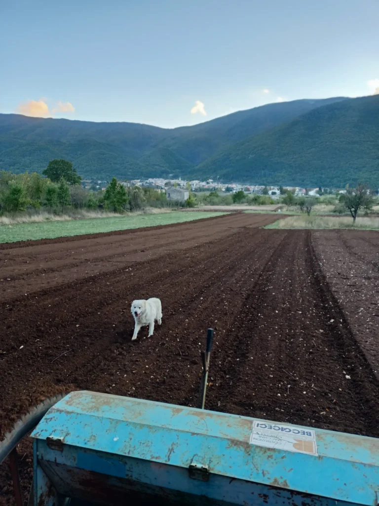 Cane bianco in un campo appena lavorato