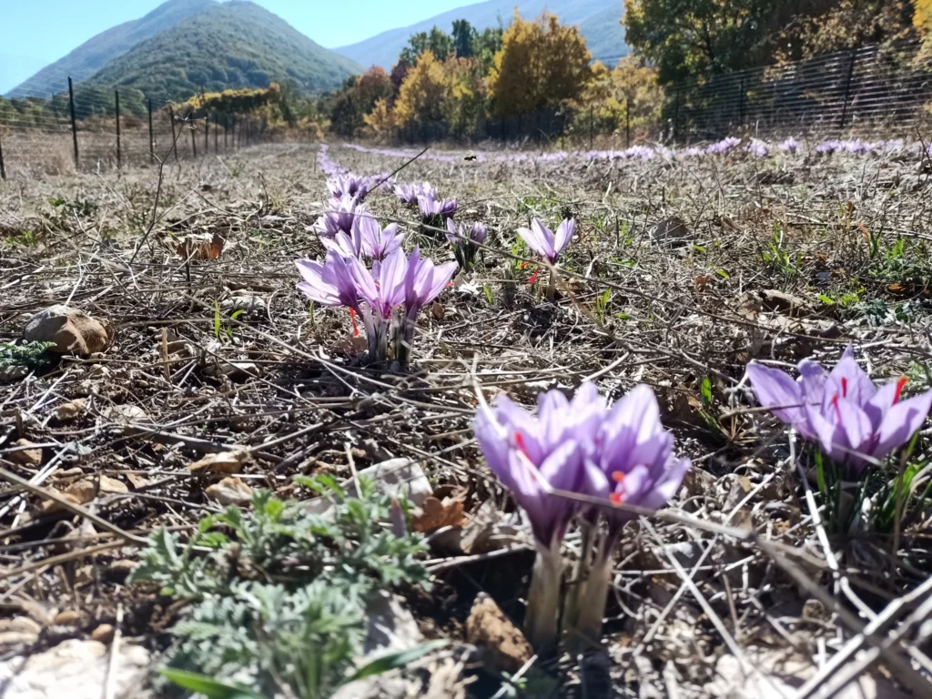 Fiori viola in un campo dal terreno secco